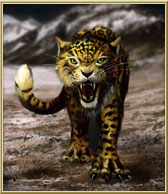 Leopard