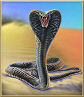 Spitting Cobra